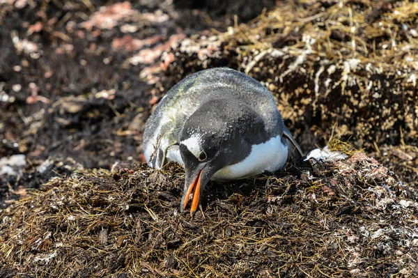 Gentoo pinguino cerca del cibo . — Foto Stock