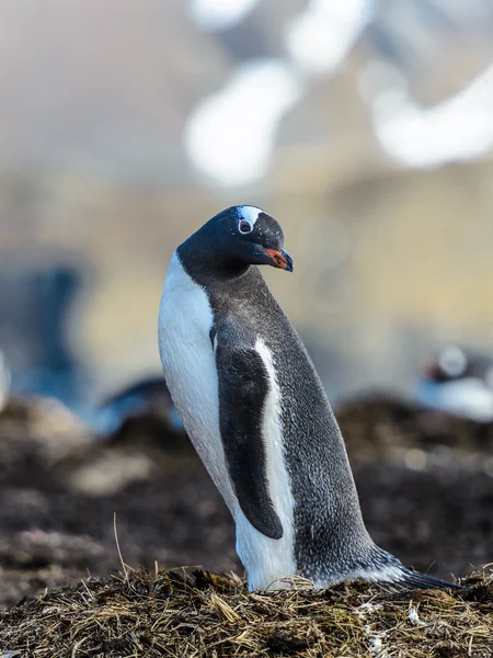 Pingüino gentoo — Foto de Stock