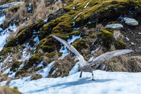 Albatros está a punto de despegar con las enormes alas . —  Fotos de Stock