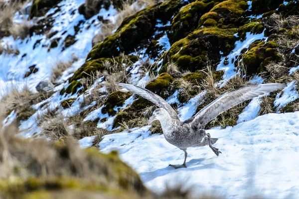 Albatros jest o do startu z ogromne skrzydła. — Zdjęcie stockowe