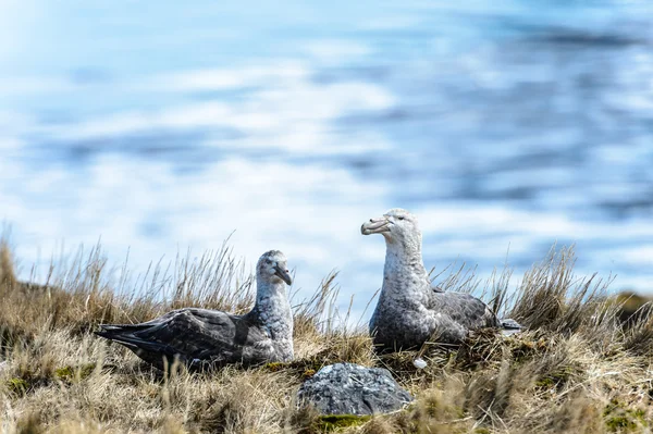 Um par de albatrozes no ninho. — Fotografia de Stock