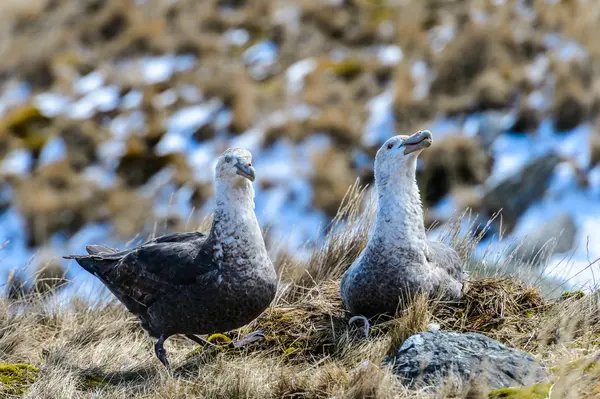 Couple of albatrosses in their nest — Stock Photo, Image