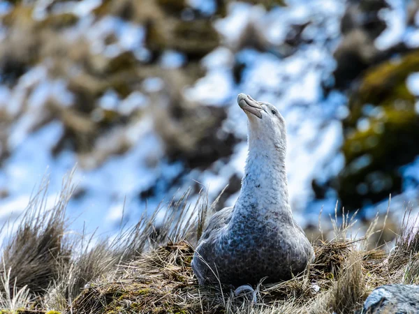 Paar albatrossen in hun nest — Stockfoto