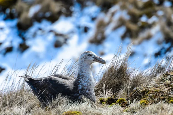 Kilka Albatrosy w swoje gniazdo — Zdjęcie stockowe