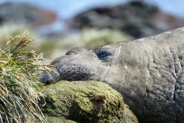 Foca de elefante —  Fotos de Stock