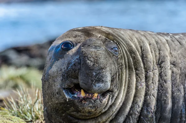 Elefantsäl — Stockfoto