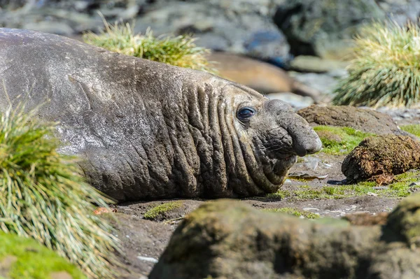 Foca de elefante —  Fotos de Stock