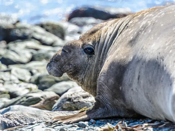 Elefantsäl — Stockfoto