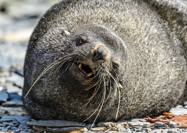 La foca de piel atlántica yace e intenta dormir. Los ojos están tristes. . —  Fotos de Stock