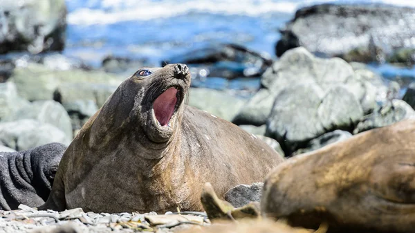 Ženské elephant seal swanks. — Stock fotografie