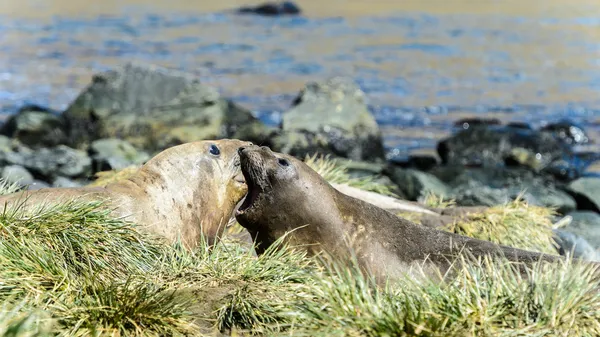 Las focas atlánticas se tambalean . —  Fotos de Stock