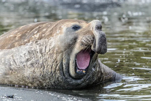 Foca de elefante — Foto de Stock