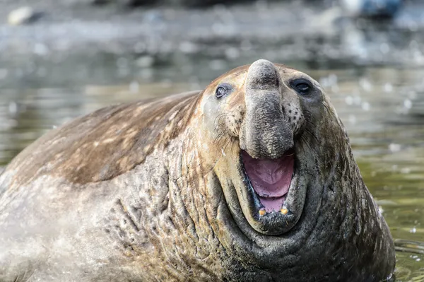 Foca de elefante —  Fotos de Stock