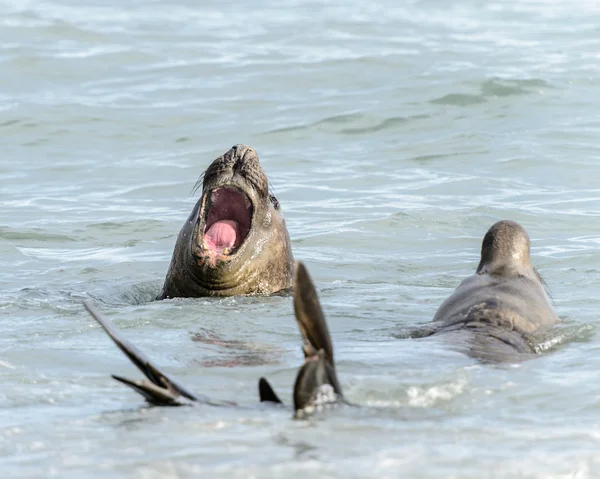 Sälar simmar i oceanen. — Stockfoto