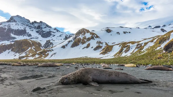 Zeehonden lag over de kustlijn van de Oceaan — Stockfoto