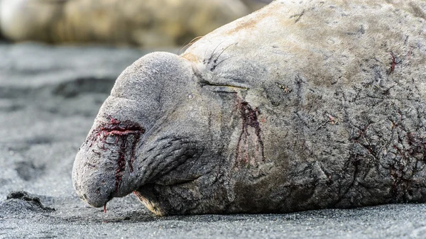 Hurt and wounded elephant seal — Stock Photo, Image