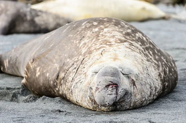 Elephant seal klade na pobřeží — Stock fotografie