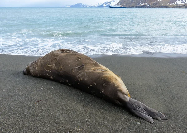 Foca de elefante se extiende sobre la costa —  Fotos de Stock