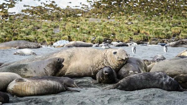 Varie specie di foca atlantica — Foto Stock