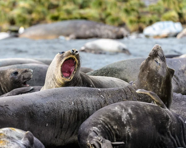 Varie specie di foca atlantica — Foto Stock