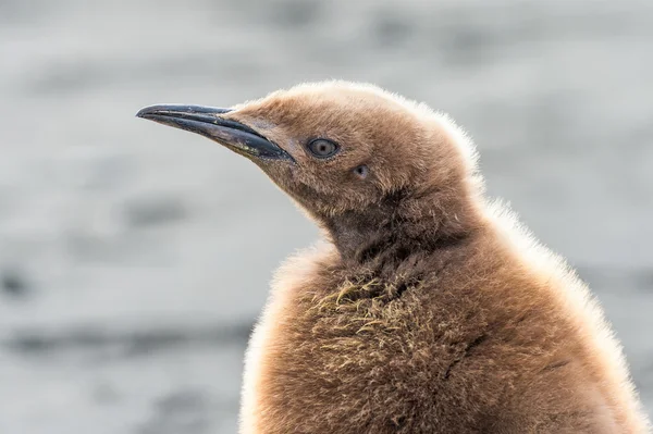 Pingvin med bruna fjädrar, södra geaorgia, södra Atlanten ocea — Stockfoto