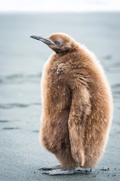 Retrato de um pinguim com penas castanhas — Fotografia de Stock