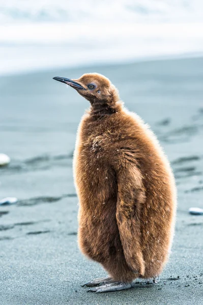 Porträt eines Pinguins mit braunen Federn — Stockfoto