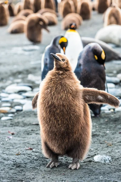 一群企鹅 — 图库照片