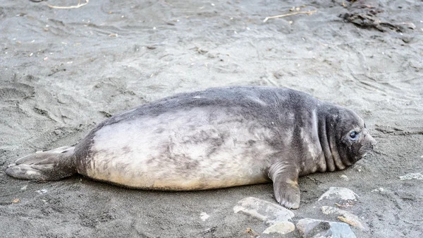 Pobre foca. — Foto de Stock