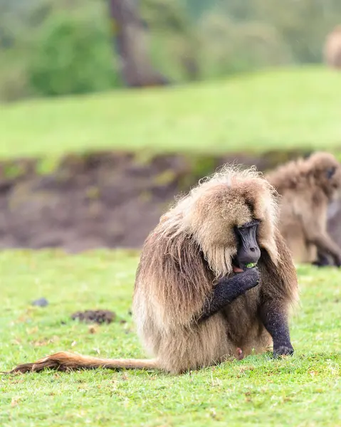 Portrait of a baboon — Stock Photo, Image