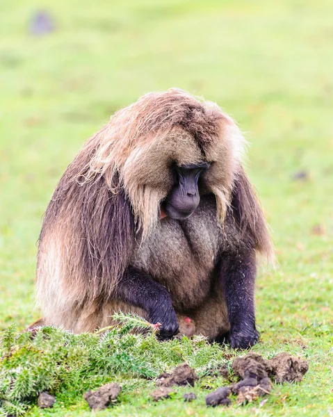 Portrait of a baboon — Stock Photo, Image