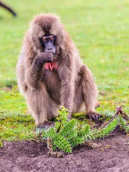 Porträt eines Pavians — Stockfoto