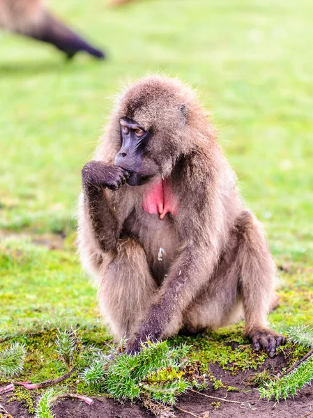 Porträt eines Pavians — Stockfoto