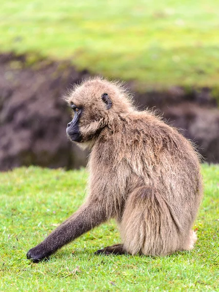 Portret van een baviaan — Stockfoto