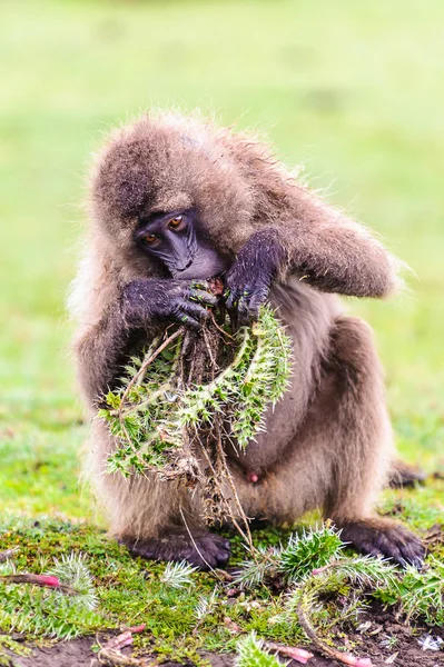 Porträt eines Pavians — Stockfoto