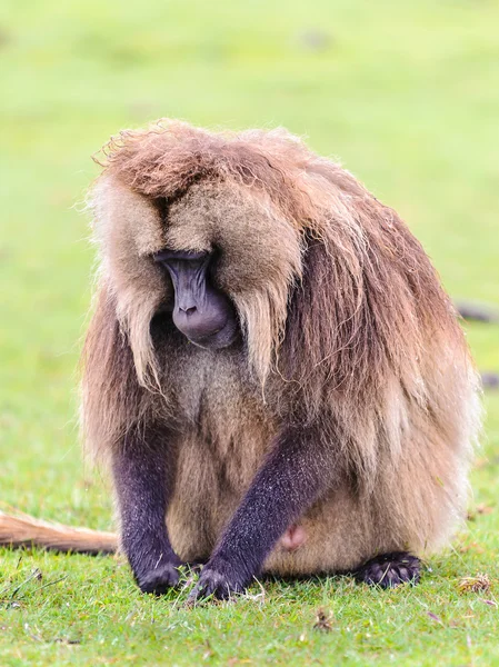 Portrait of a baboon — Stock Photo, Image