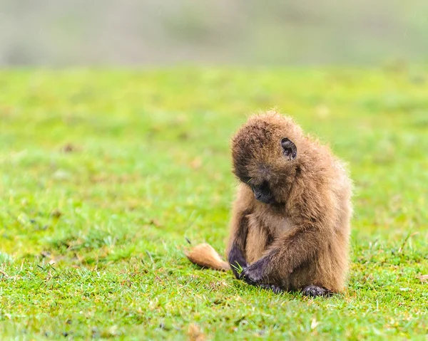 Portret van een baviaan — Stockfoto