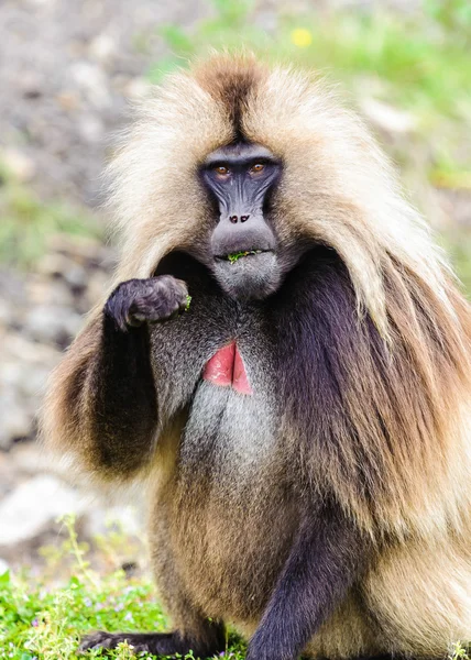 Portrait of a baboon — Stock Photo, Image