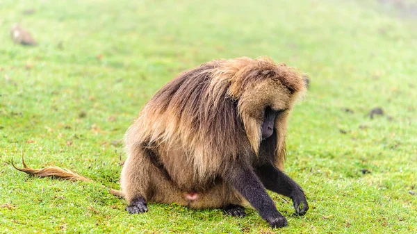 Portrait of a baboon — Stock Photo, Image