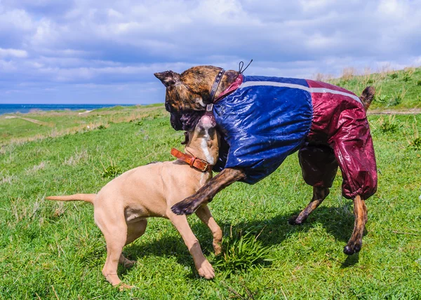 Jalta, Krim, Ukraina — Stockfoto