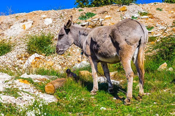 ボスニア ・ ヘルツェゴビナ （respublica serpska 町トレビニエ) — ストック写真