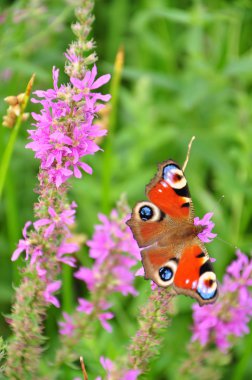 Çiçek üzerindeki bir kelebek.