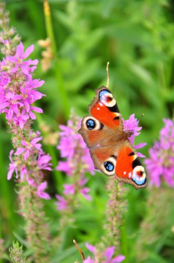 Çiçek üzerindeki bir kelebek.