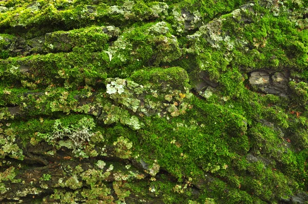 The texture of the wood — Stock Photo, Image