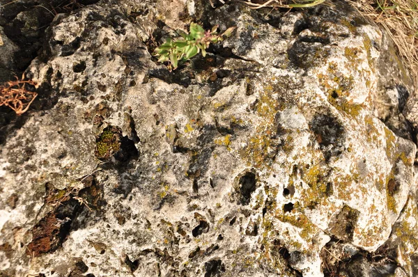 La textura de la piedra — Foto de Stock