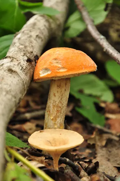 Mushroom in a forest — Stock Photo, Image