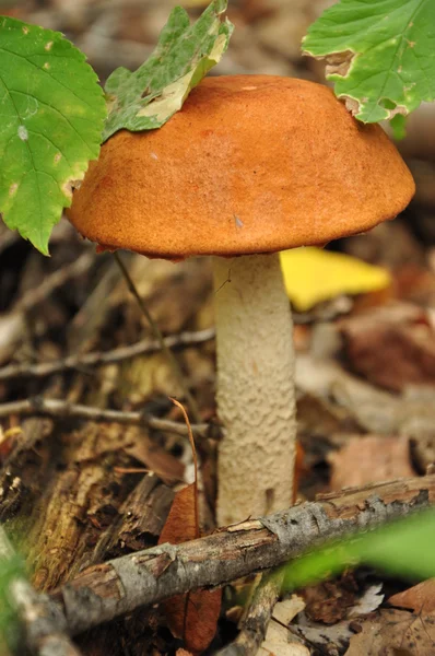 Mushroom in a forest — Stock Photo, Image