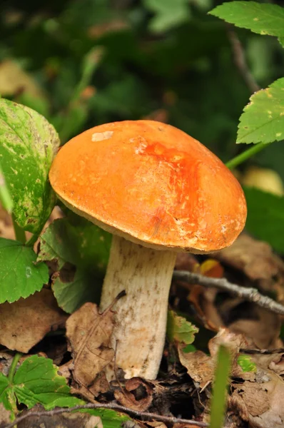 Mushroom in a forest — Stock Photo, Image