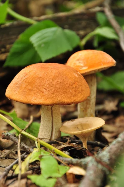 Champiñones en un bosque Imágenes de stock libres de derechos