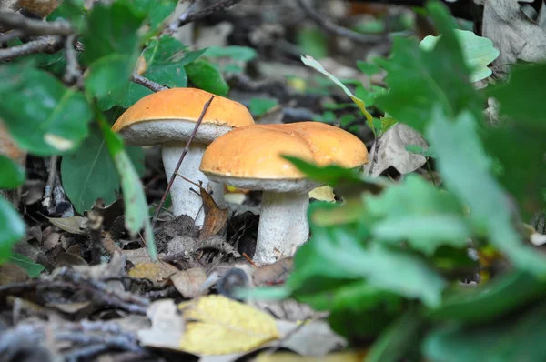 Cogumelo em uma floresta Fotografia De Stock